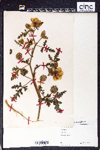 Hibiscus trionum image