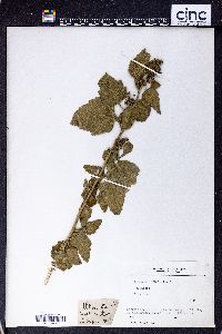 Althaea officinalis image
