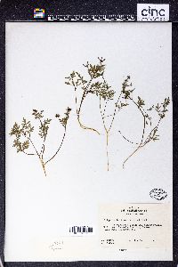 Erigenia bulbosa image