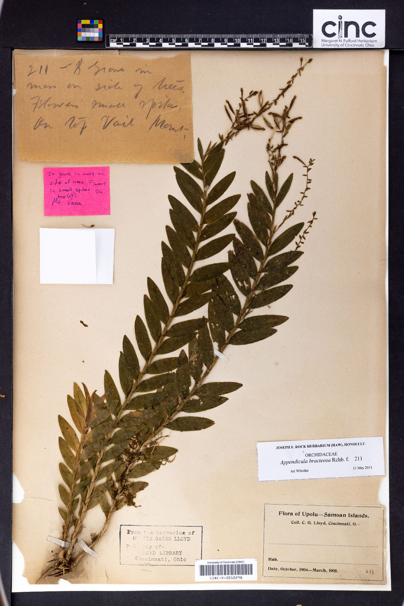 Appendicula bracteosa image