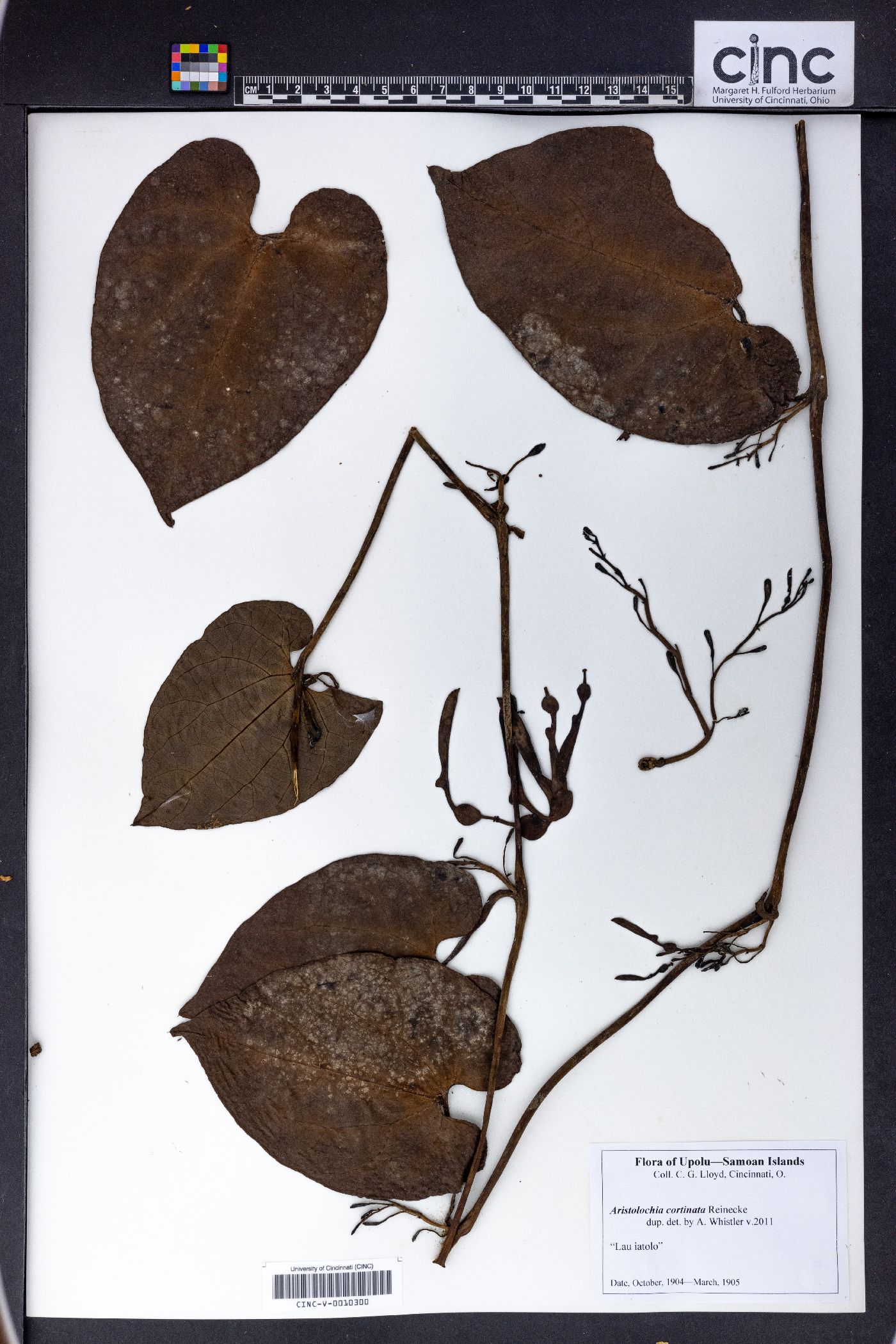 Aristolochia cortinata image