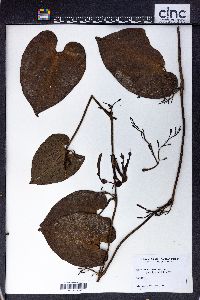 Aristolochia cortinata image