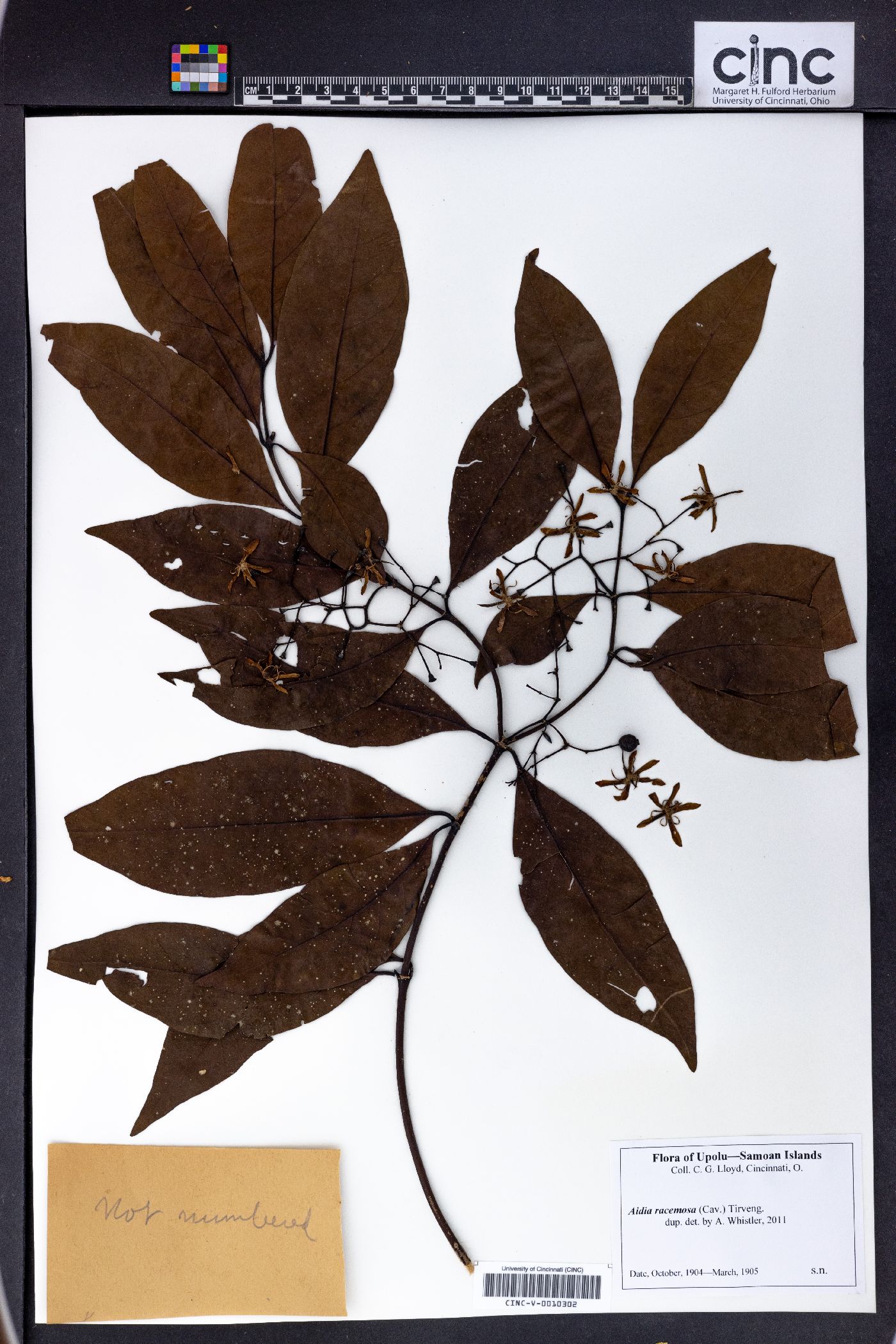 Aidia racemosa image