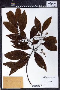 Aidia racemosa image
