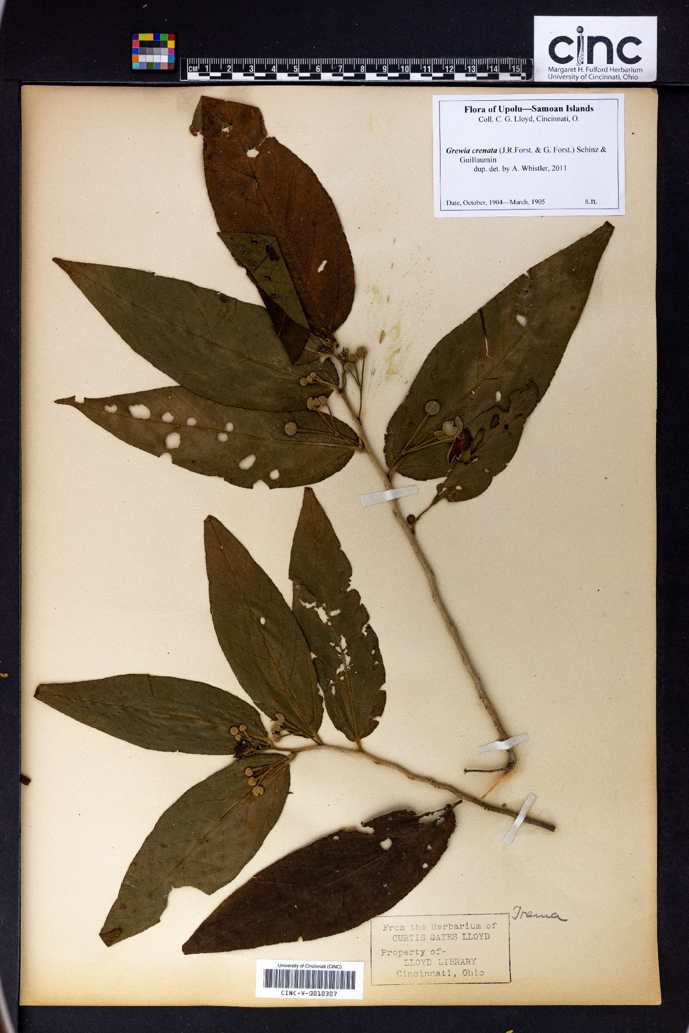 Psychotria grandistipula image