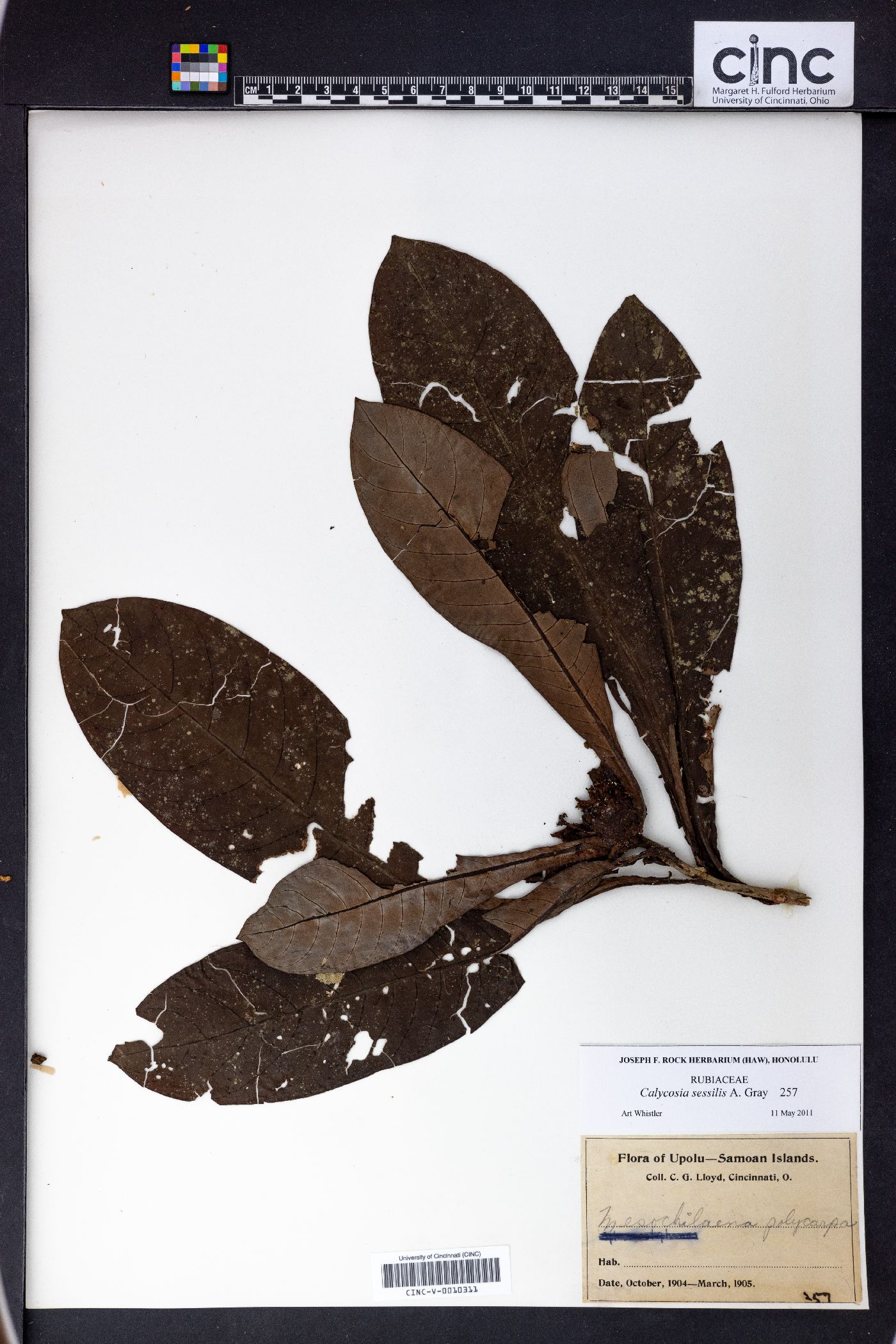 Calycosia sessilis image