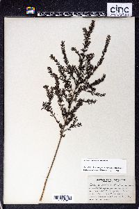 Lythrum dacotanum image