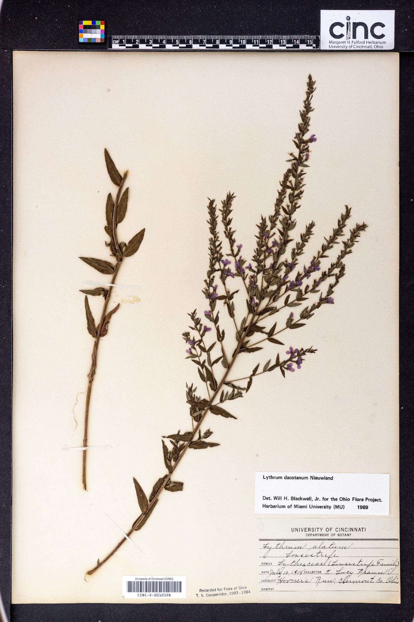 Lythrum dacotanum image