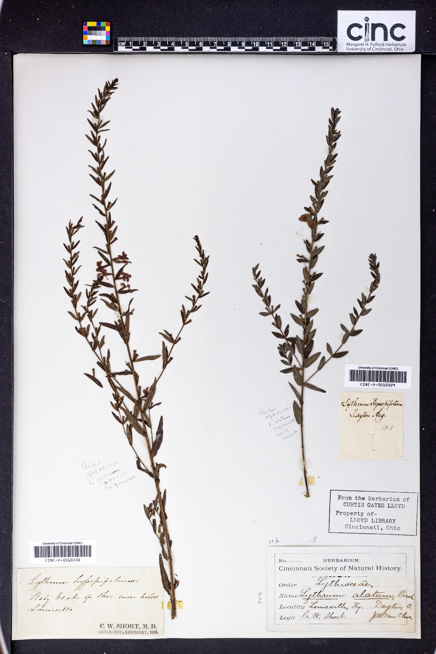 Lythrum hyssopifolium image