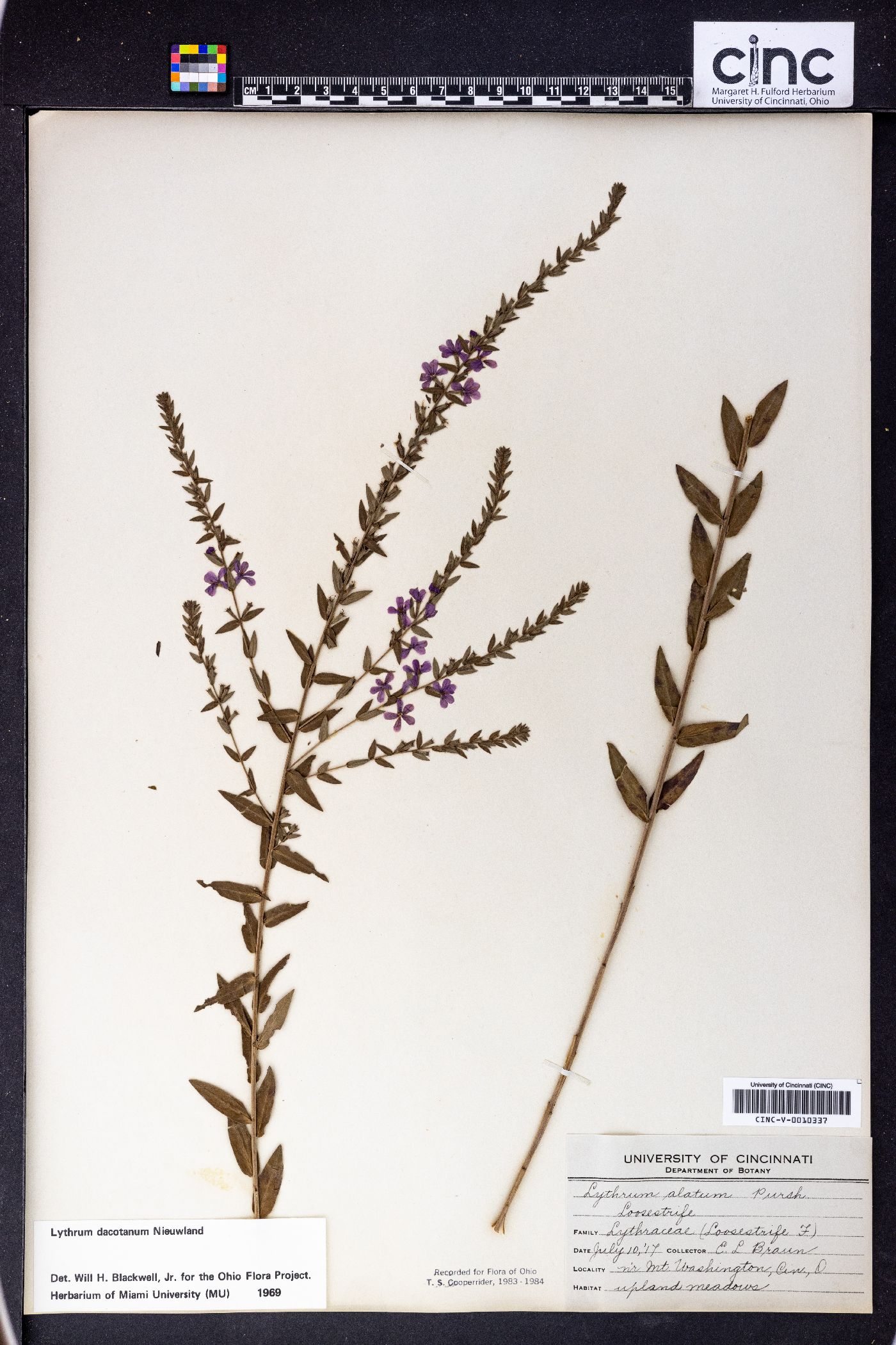 Lythrum dacotanum image