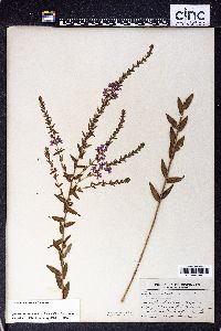 Lythrum dacotanum image