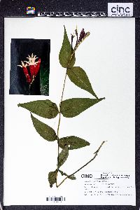 Spigelia marilandica image