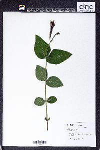 Spigelia marilandica image