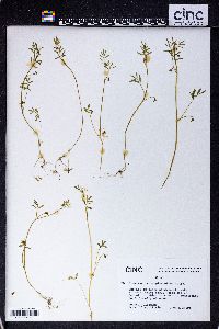 Floerkea proserpinacoides image