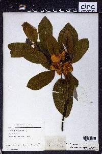 Magnolia viginiana image