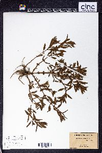Rotala ramosior image