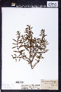 Rotala ramosior image