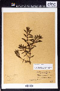 Rotala ramosior image