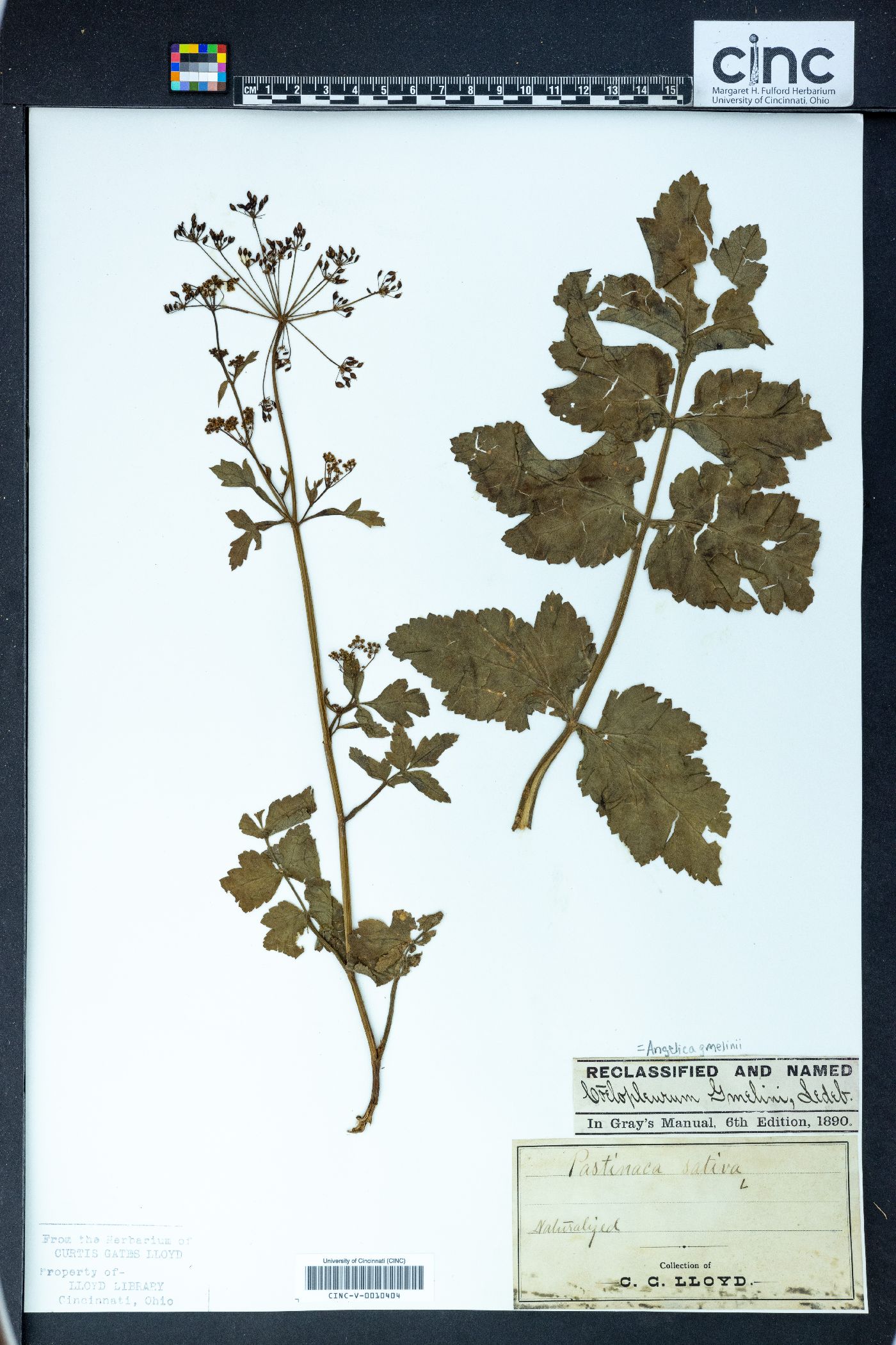 Angelica gmelinii image