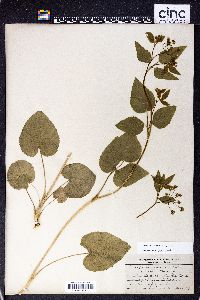 Thaspium trifoliatum image