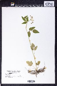 Thaspium trifoliatum image