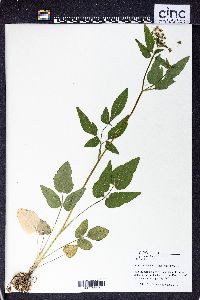 Thaspium trifoliatum image