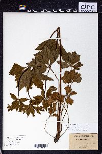 Sanicula odorata image