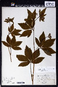 Sanicula canadensis var. grandis image