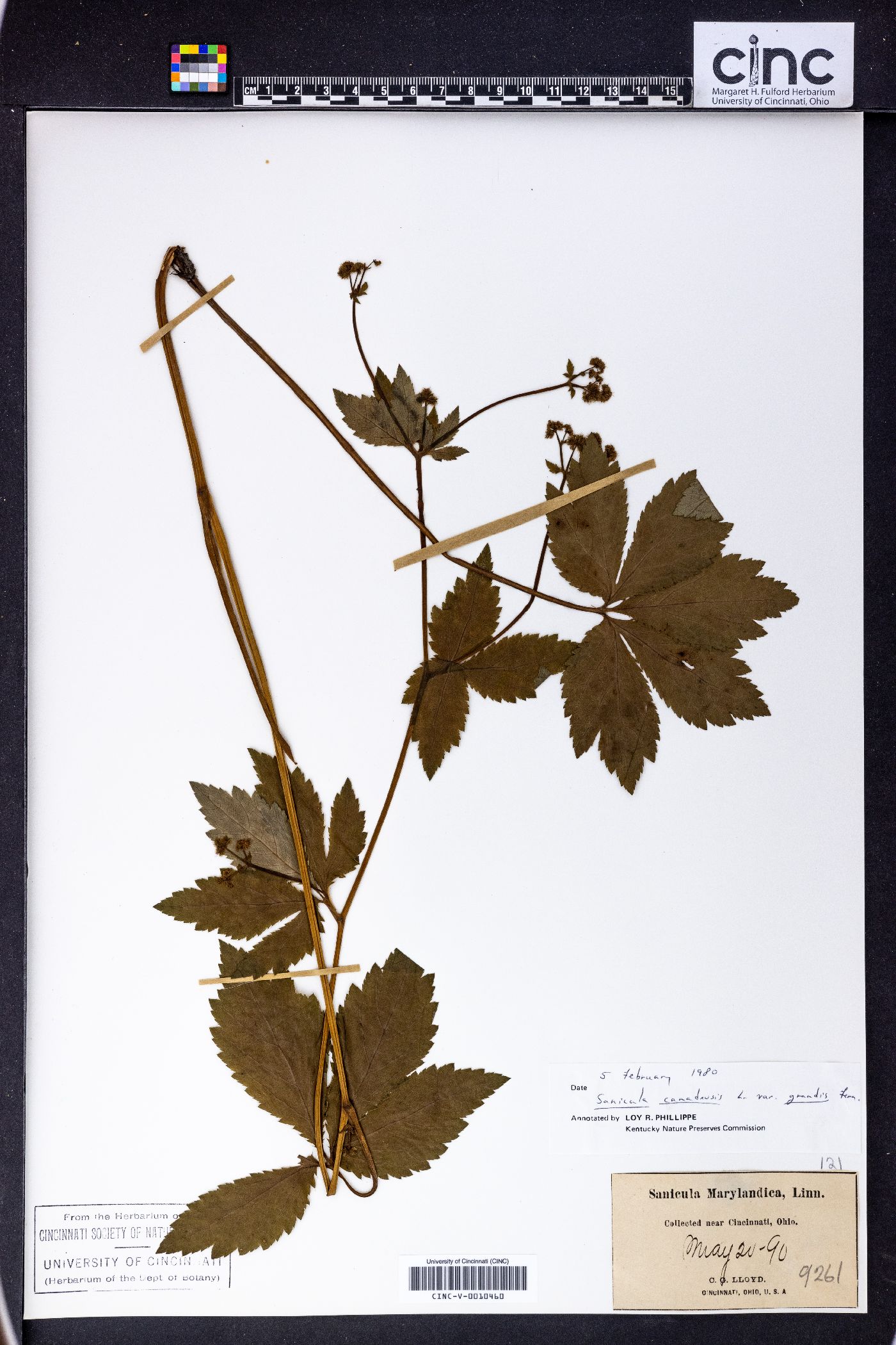 Sanicula canadensis var. grandis image