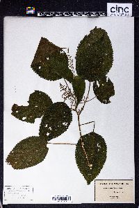 Laportea canadensis image