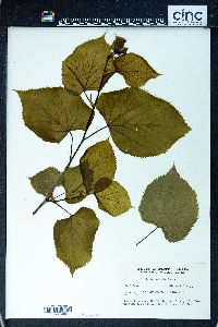 Tilia neglecta image