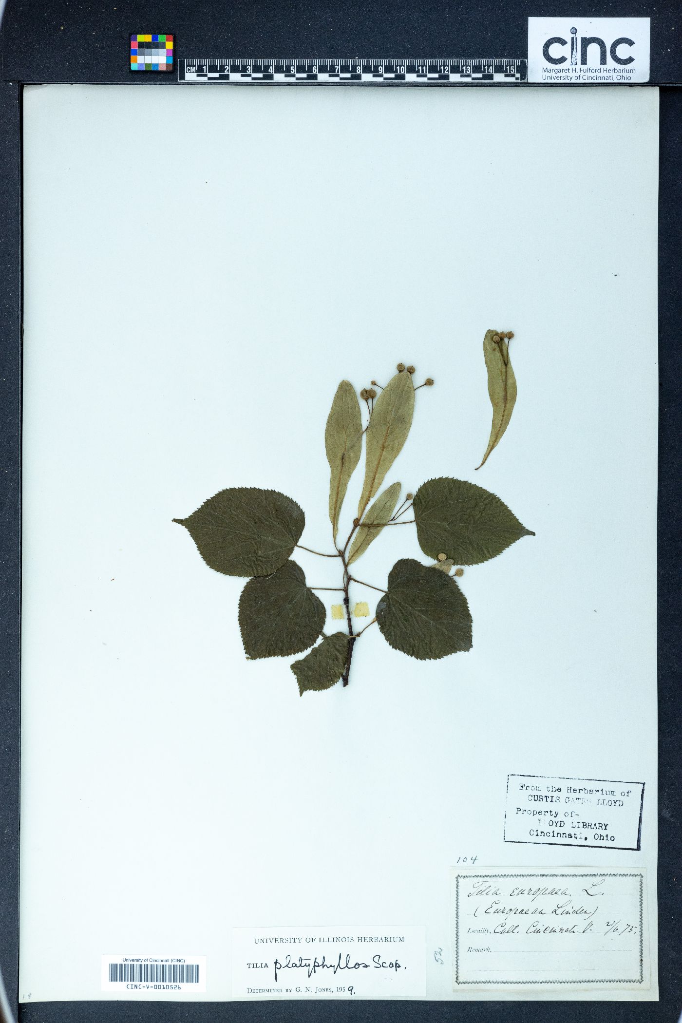 Tilia platyphyllos image