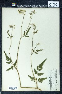 Torilis japonica image