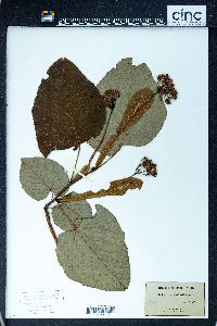 Tilia heterophylla image