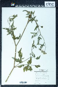 Torilis japonica image