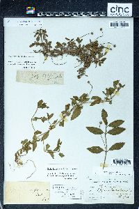 Phyla nodiflora image