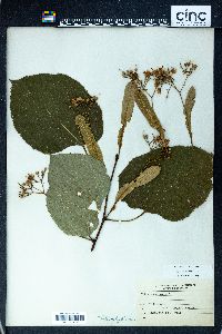 Tilia heterophylla image