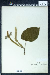 Tilia heterophylla image