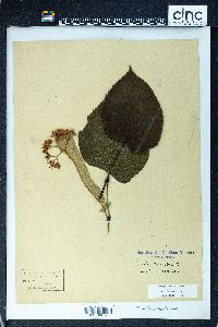 Tilia heterophylla image