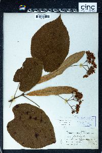 Tilia heterophylla image