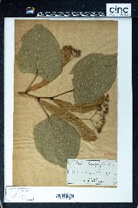 Tilia heterophylla image