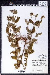 Image of Stevia rhombifolia