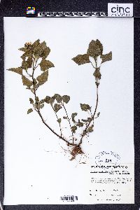 Simsia amplexicaulis image