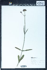 Verbena bonariensis image