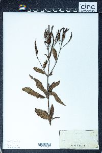 Verbena hastata image