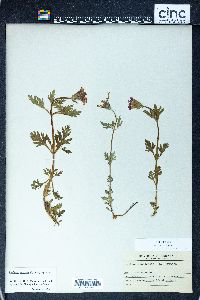 Verbena canadensis image