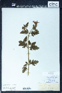 Verbena canadensis image