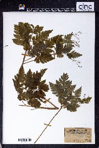 Osmorhiza aristata var. brevistylis image