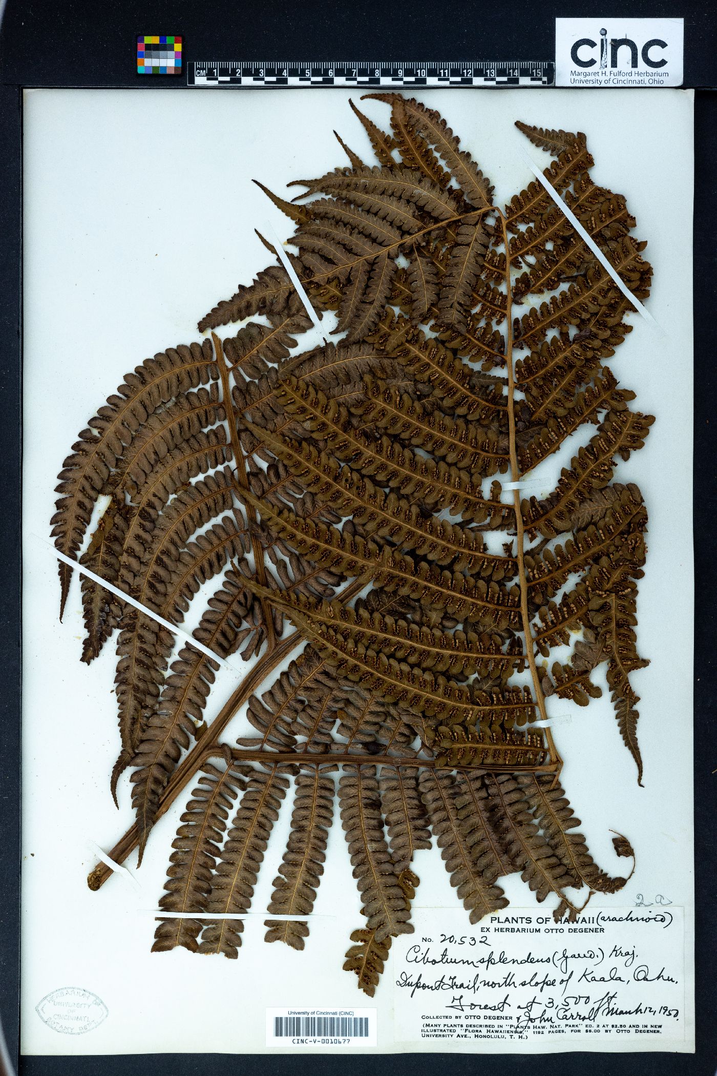 Cibotium splendens image