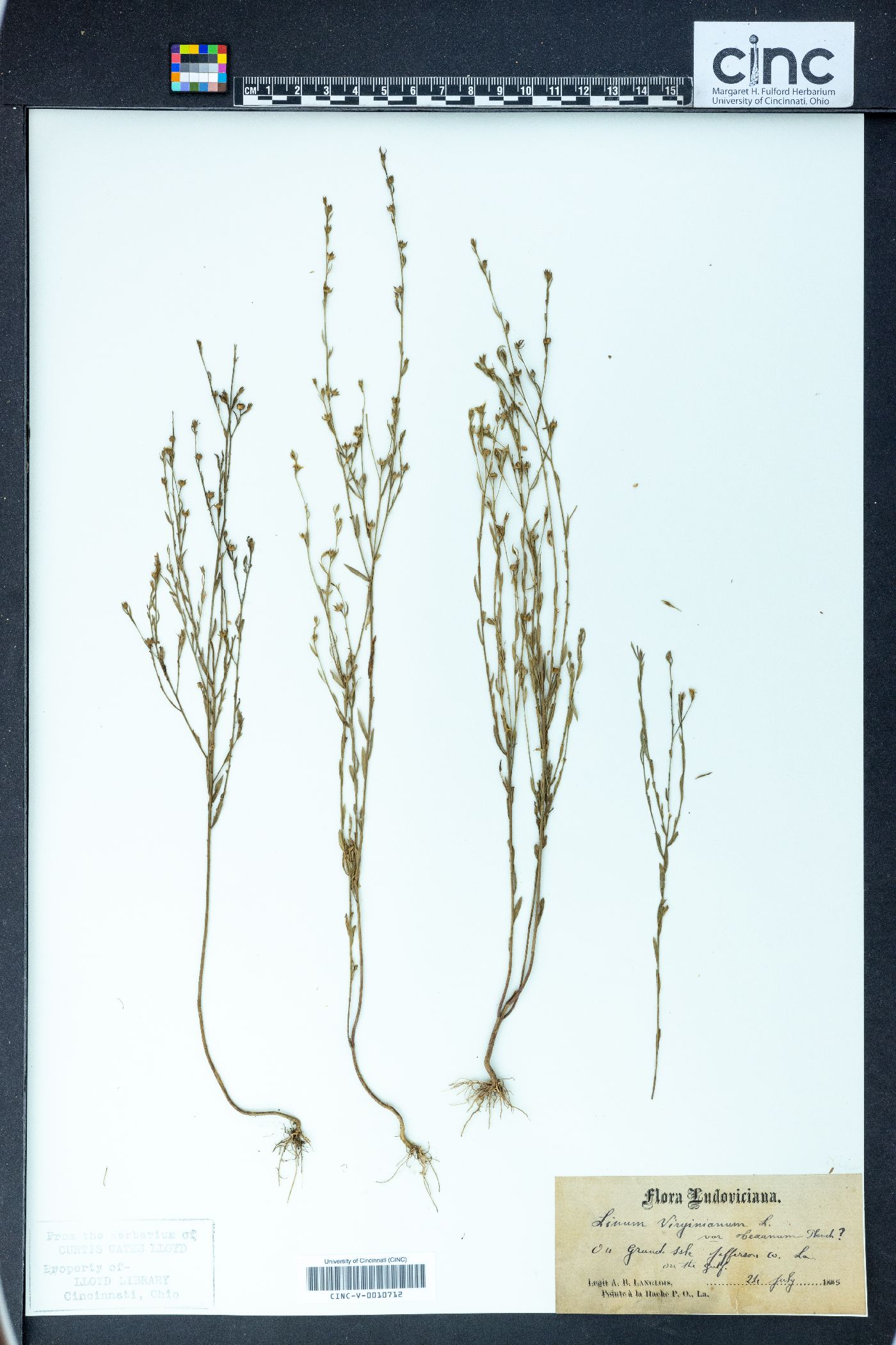 Linum virginianum image